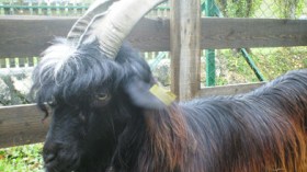 تيس عجيب يدر حليبا يداوي الأمراض المستعصية ويحقق الأحلام بغليزان !