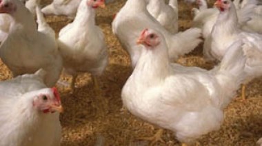 Des éleveurs de Médéa nourrissent la volaille avec du sang pour l'engraisser