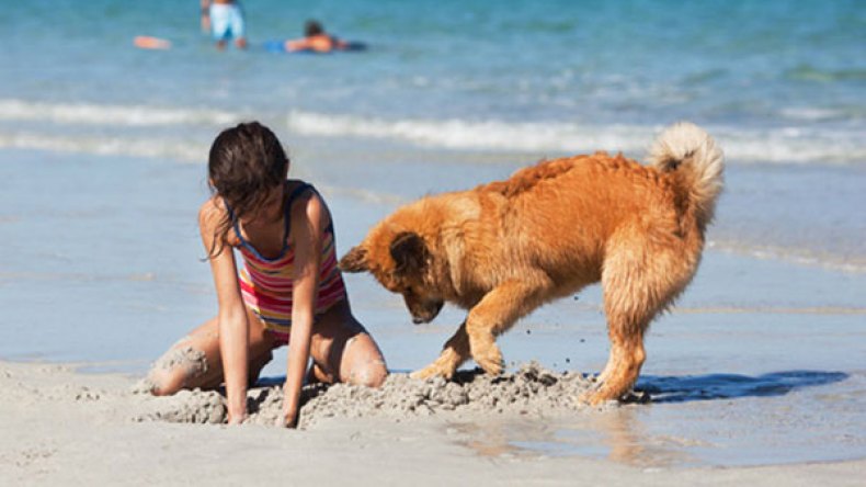 5 أمراض  تنقلها الكلاب للمصطافين في البحر..!