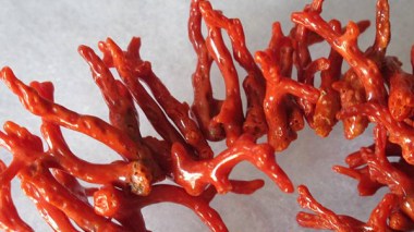 Coral smuggling towards Tunisia by Chinese, Italians and Indians