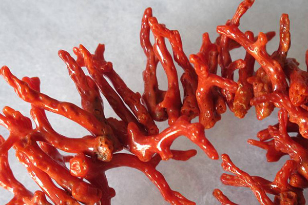 Coral smuggling towards Tunisia by Chinese, Italians and Indians