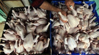Ghilizane : 870 kg de poulets abattus illégalement saisis