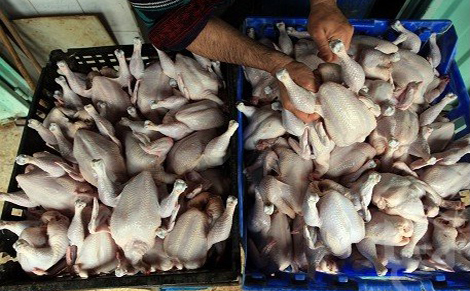 Ghilizane : 870 kg de poulets abattus illégalement saisis