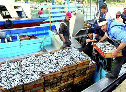 Flambée du prix de la sardine : le ministre s’explique