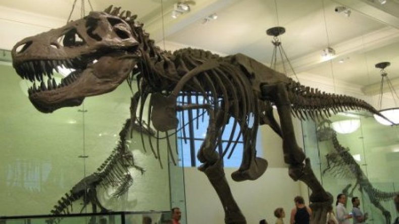 العثور على هيكلين عظميين لديناصورين في سيبيريا