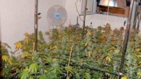 المؤبد في حق امرأة مدانة بزراعة المخدرات بأدرار