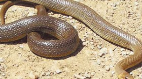 ثعبان طوله 3 أمتار فوق بناية بحمادي