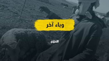 “صغار المجترات”.. وباء جديد وأسئلة حول الوقاية!