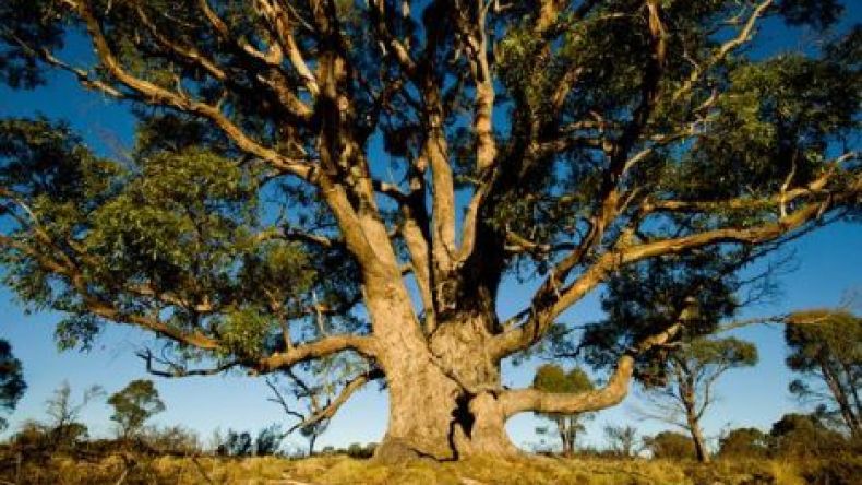 أستراليا: علماء يكتشفون ذهباً ينمو في أشجار الكينا
