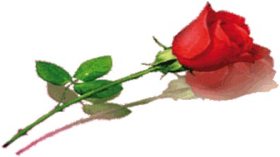 الورود تتخلى عن الريادة للعطور في هدايا الثامن مارس