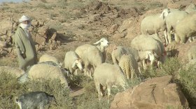 رعاة الغنم في رمضان.. حينما يتحول الصيام إلى جهاد