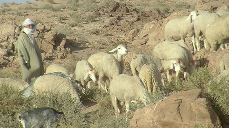 رعاة الغنم في رمضان.. حينما يتحول الصيام إلى جهاد