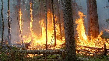 محرقة.. و”شهود لم يشاهدوا شيئا”!