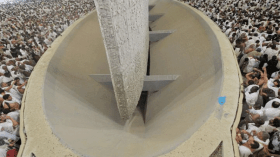 اعتماد نظام التفويج خلال رمي الجمرات لسلامة الحجاج