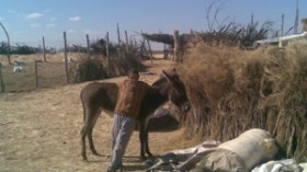أطفال يقطعون كيلومترات على ظهور الحمير لجلب الماء بالداموس