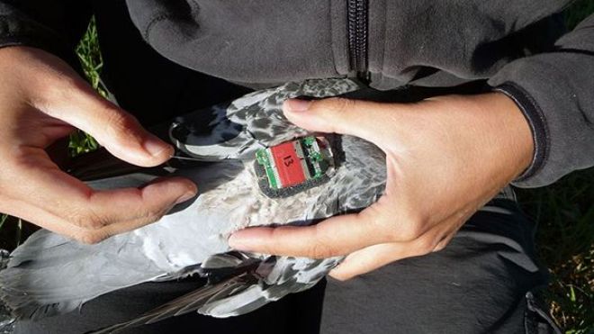 الأردن: ضبط طائرة تجسس وحمام زاجل لـ”داعش”