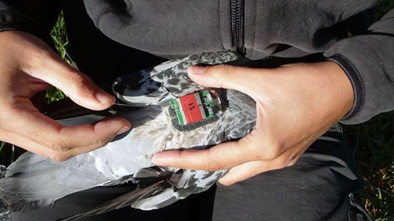 الأردن: ضبط طائرة تجسس وحمام زاجل لـ”داعش”