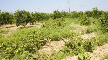 Les terroristes extorquent les agriculteurs de Boumerdès et exigent le versement de la dîme