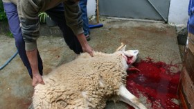 خبير يحذر من تناول الأضاحي قبل ست ساعات