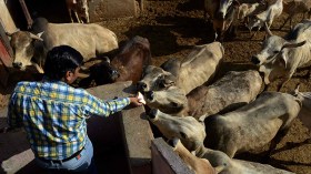 حشد هندوسي يقتل فتى مسلماً بسبب لحم البقر