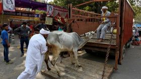 الهند: اعتقال خمسة بعد شنق مسلمين اثنين من تجار الماشية