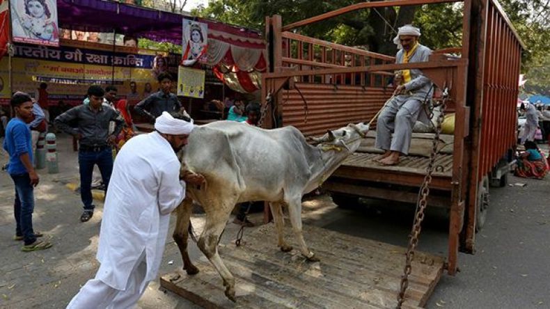 الهند: اعتقال خمسة بعد شنق مسلمين اثنين من تجار الماشية