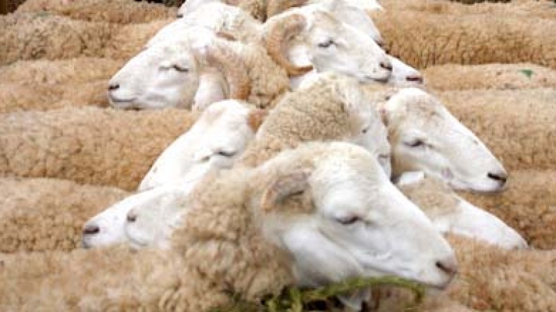 توزيع كبش لكل عائلة فقيرة يبدأ في نهاية الأسبوع الجاري