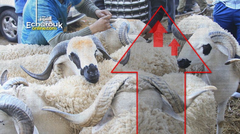 40 يوما قبل عيد الأضحى.. أسعار الماشية سترتفع إلى 6 ملايين!