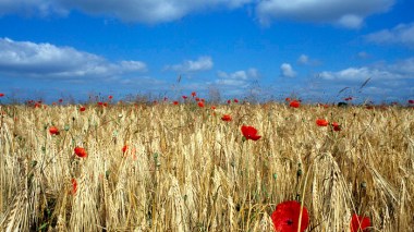 Algeria expects 2012 grain harvest exceeding 5.8 million tonnes