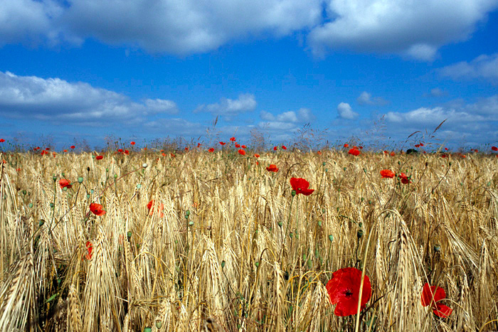Algeria expects 2012 grain harvest exceeding 5.8 million tonnes