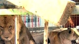 نقل ثلاثة أسود من غزة لتلقي العلاج النفسي في الأردن