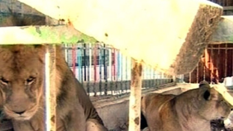 نقل ثلاثة أسود من غزة لتلقي العلاج النفسي في الأردن