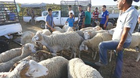 ذبّاحون جُدد!