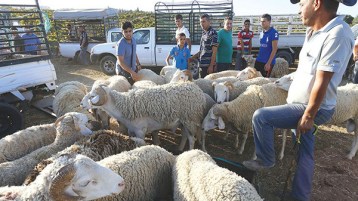 ذبّاحون جُدد!