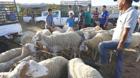 انهيار حر في أسعار الكباش عشية العيد!