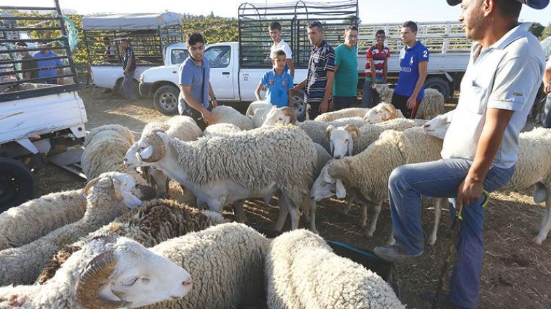 انهيار حر في أسعار الكباش عشية العيد!
