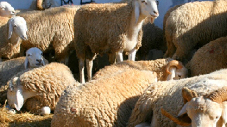 الجزائريون سينحرون 3 ملايين أضحية بكلفة 100 مليار دينار