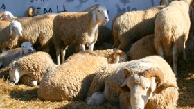 زكاة الحول.. الكباش أحسن هدية للفقراء عشية العيد