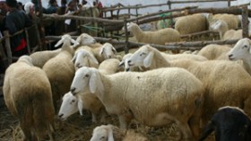 “عصابات التهريب والسرقة تضر بتكاثر الماشية وتفلس الموّالين”