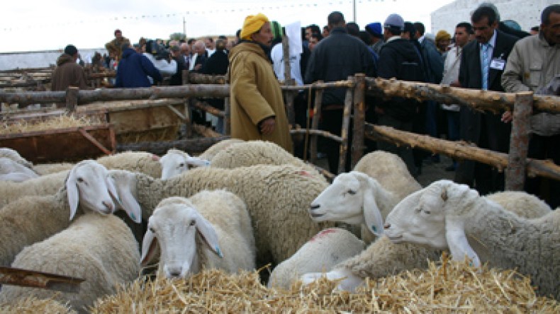 ربع الجزائريين اشتروا أضحية العيد بالاستدانة