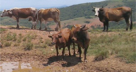 Des experts recommandent une stratégie maghrébine de lutte contre la fièvre aphteuse