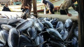 الجزائر اصطادت حصتها من التونة لسنة 2015