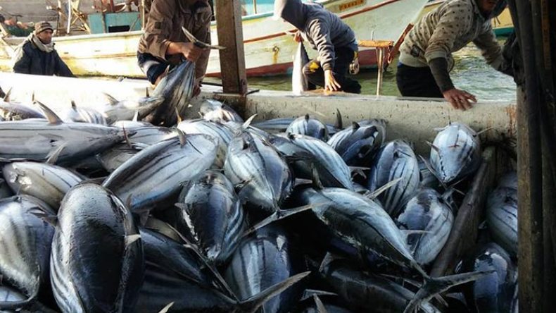 الجزائر اصطادت حصتها من التونة لسنة 2015
