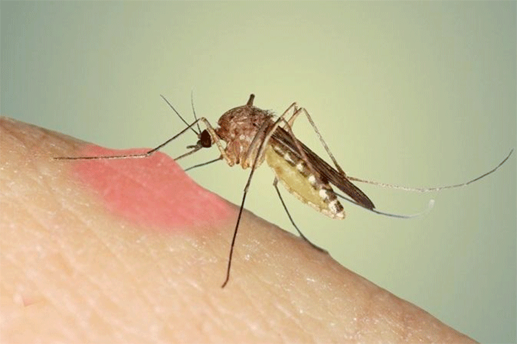 Moustique tigre: aucune “raison objective” de s’inquiéter