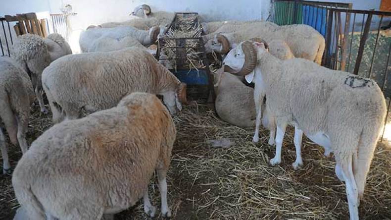 24 مليون رأس غنم تهدد بتكسير أسعار الأضاحي