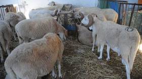 هكذا سيتم تنظيم بيع الماشية قبل عيد الأضحى