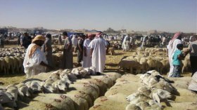 تراجع ملحوظ لأسعار الأضاحي بالأسواق الأسبوعية في الوادي