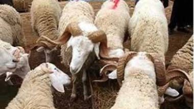 La vente de moutons aura lieu une semaine avant l’Aïd : 45 communes ouvrent des points de vente