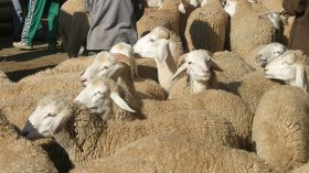 حالة جديدة للحمى القلاعية بالبويرة وتخوفات من التهاب أسعار الأضاحي