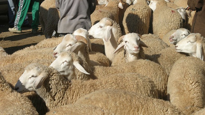 مربون بغرداية متخوفون من عودة الحمى المالطية والقلاعية